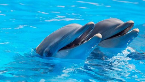 Observation des dauphins dans le sud de Majorque